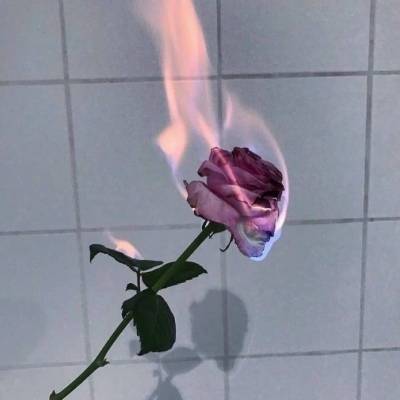 玫瑰花女生头像玫瑰