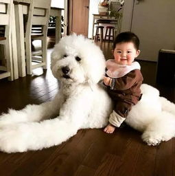 日本奶奶晒出两只狗狗和孙女的日常,看完的都想养狗狗了