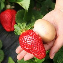 草莓苗8棵8盆2肥料盆栽草莓奶油草莓四季当年结果图片大全邮乐官方网站