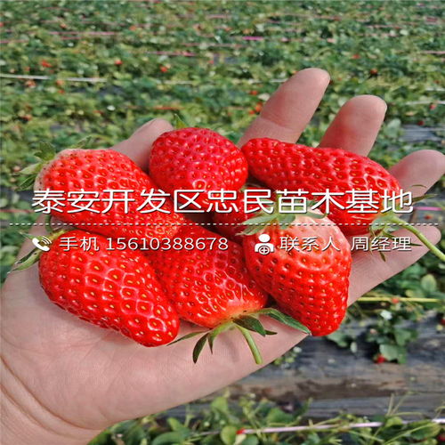 出售明晶草莓苗明晶草莓苗出售多少钱-黄页88网