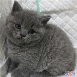 广州哪里有卖英短蓝猫品相好健康有保障的图片-海珠海珠周边易登网