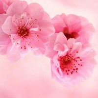 好看桃花头像微信头像图片大全
