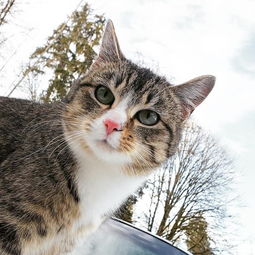 福懋动物医院猫咪就算不出门也要定期做内外驱虫,别让寄生虫有丝毫可乘之机