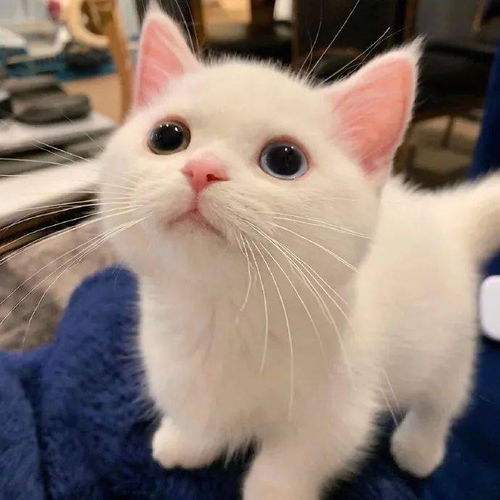 最近外网疯转的一只小猫咪,猛男必看