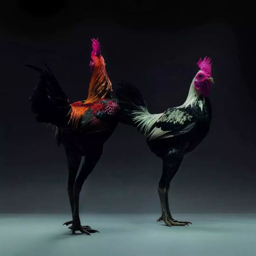 世界上最性感美丽的鸡,不看一眼吗