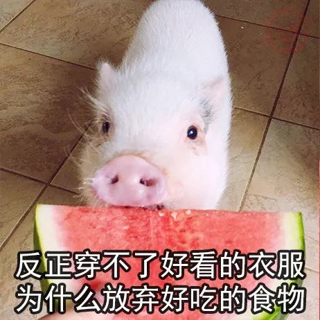 猪猪能有什么坏心眼呢