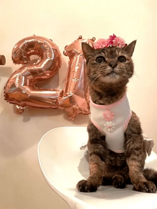 全网都在蹭老寿星猫的福气你家猫现在多大了