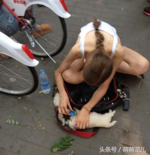 美女因买不起狗当街大哭,好心男子免费送