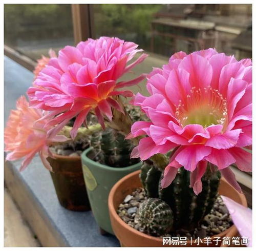 浙江一女子,因把仙人球养到极致而走红,引来无数网友打卡