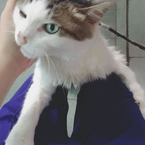 陪伴宠主13年的猫咪,却经常被家人各种嫌弃,女孩为此感到好心酸