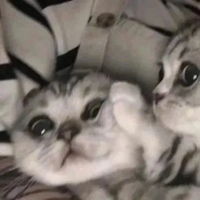猫猫的情侣头像关于猫咪的情头一对两张可爱