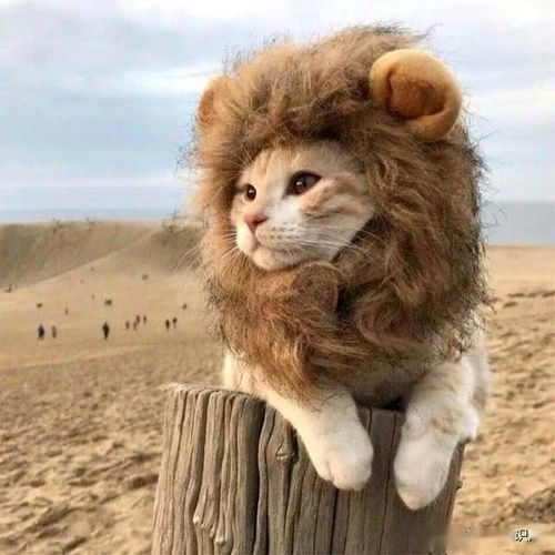 太搞笑了猫咪买家秀丑哭网友,卖家看后疯狂求删图