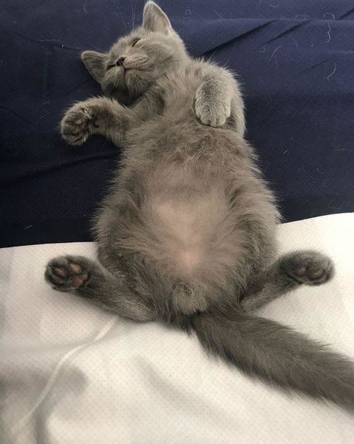 女孩自从告别云吸猫后,每天都是小心翼翼地照顾着小蓝猫,好温馨