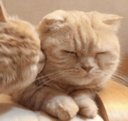 国外一对可可爱爱的猫咪姐妹,拍照萌萌哒