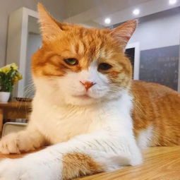 趣闻小确丧猫火了猫生绝望的日常会是你下一个头像吗