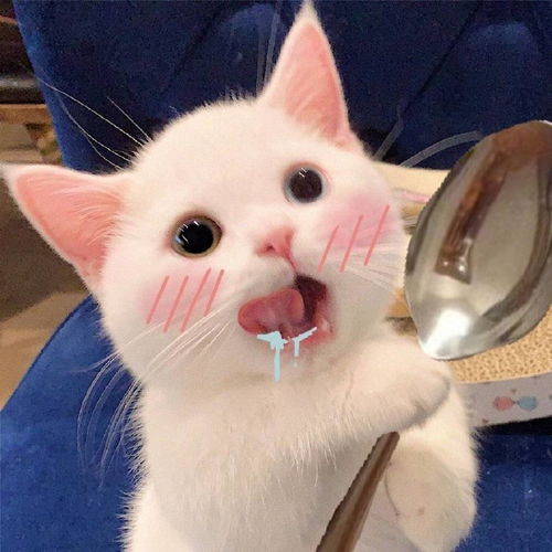 猫咪可爱情侣头像想和你养一只猫呀