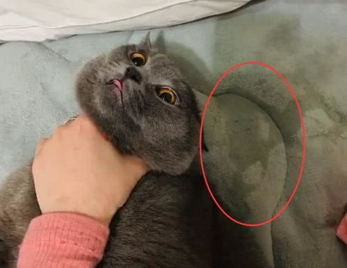 猫咪连续3天尿床,主人弄湿猫窝报仇,现实版相爱相杀