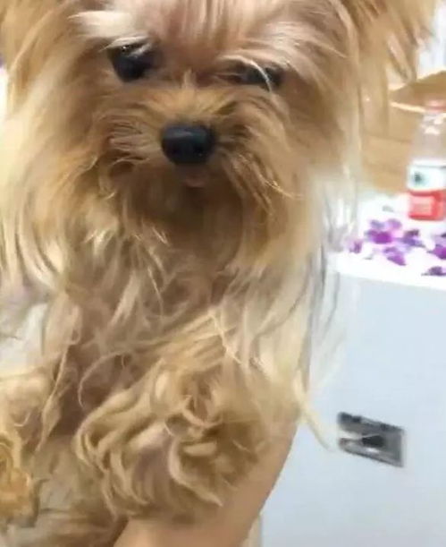 小伙出差把狗狗交给女友照顾,3天后再见狗狗,美到认不出