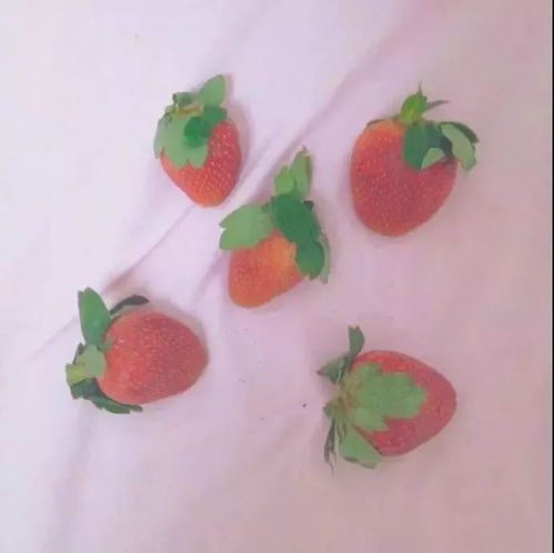 背景图粉色控少女的日常