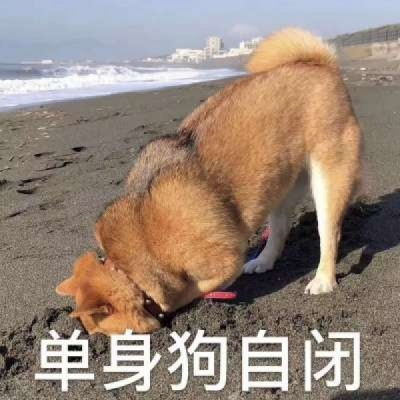 单身狗表情包头像,没有对象的必备头像
