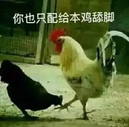 鸡有好看的吗头像
