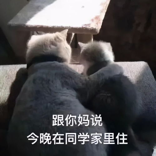 12星座男会栽在谁手里让ta唯一爱的就是你