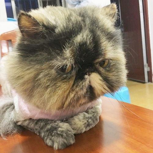 找喜欢猫的女生,梅花园2房1厅主卧出租