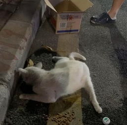 女子喂了一只流浪猫,好不容易说服家人养猫,却发现猫咪回了喵星