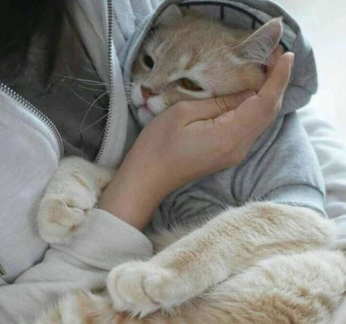 如果猫会说话,它最想让你知道的17件事