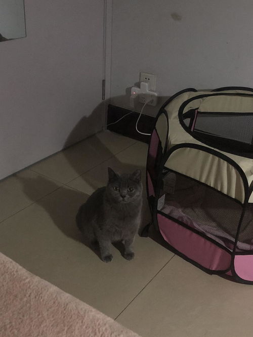 上海英短蓝猫妹妹已绝育