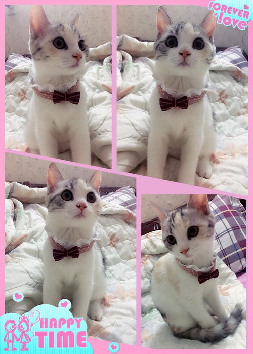 第一次diy自制爱猫项圈