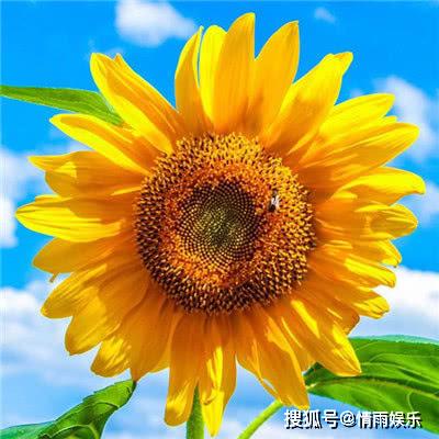五一过后,时来运转,贵人助阵,由不得你不富的三个生肖猪猪