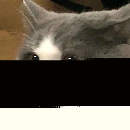可爱头像丨猫猫狗狗