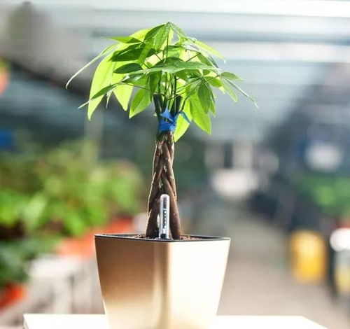 发财树编个辫子更靓更发财噢赶紧给你家发财树编个辫子吧