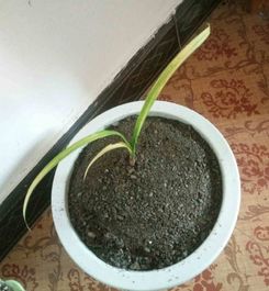 秋天要来了,给兰花盖层小毛毯,美观又保湿,光喷水就行了铺面