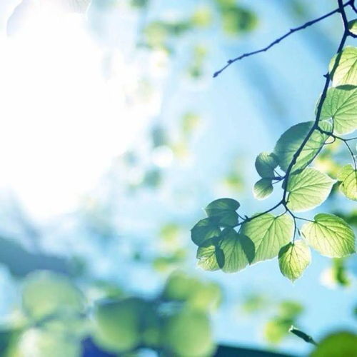 文摘坚韧与幸福拥抱自己内心世界的人生智慧