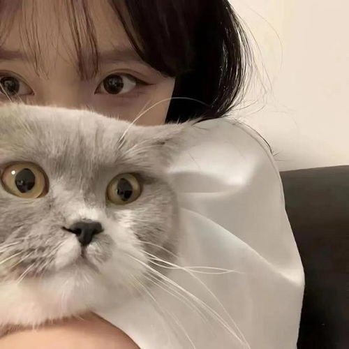 清凉一夏萌猫女头