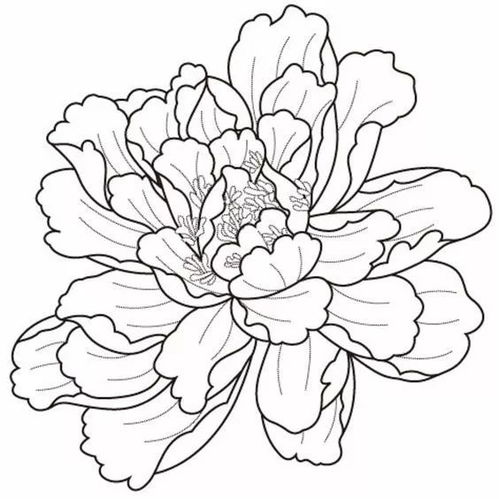 手绘pop海报插画中,你想画的花卉手稿都在这里
