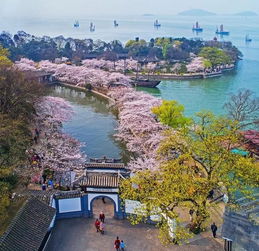最美赏樱地鼋头渚的樱花开得如何2019年花期预报图请收好