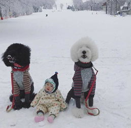 想不到日本人竟会把孩子交给家犬养,还收获无数点赞