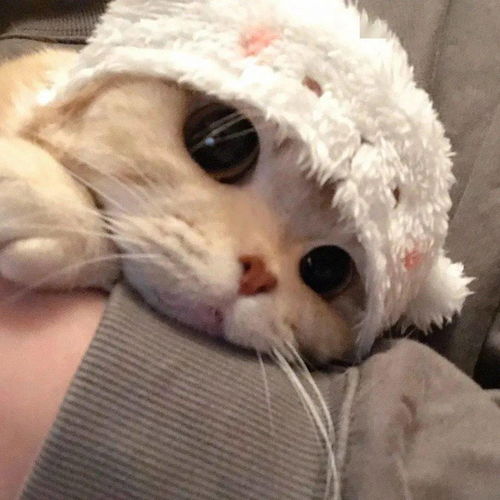 小橘猫的撩人套路实在是太高了