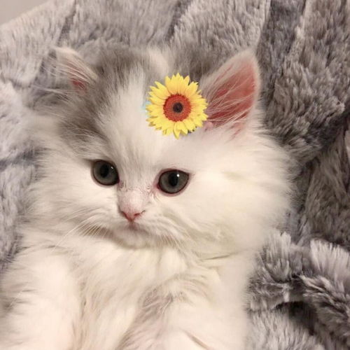 可爱打盹猫头像女生萌猫咪