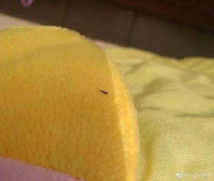 紧急提醒最近别穿黄绿色衣服出街否则