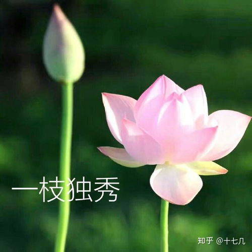 为什么很多中年妇女喜欢用荷花莲花荷塘图片做头像