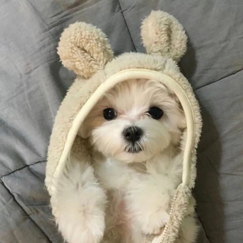 狗粉猫粉别吵了来看天使宝宝