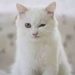 可爱萌猫头像大合集
