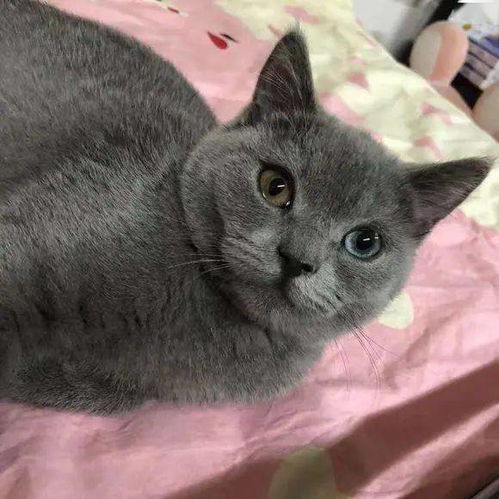 自家蓝猫竟被朋友偷偷带走,一句话女子气炸,网友不正常了