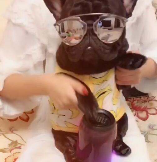 狗狗和主人在家k歌,敲打着音乐鼓,还酷酷的戴着墨镜