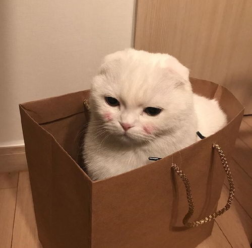 喜欢猫的头像的女孩性格包包