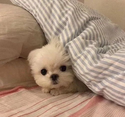 可爱小动物头像太治愈了吧
